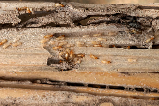 Best Wildlife Control Services  in Antioch, CA